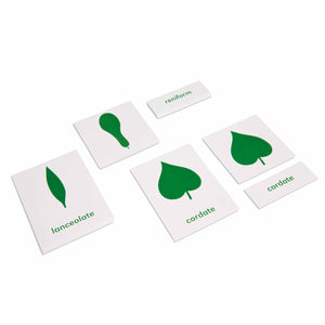 Botany Cabinet: Nomenclature Cards