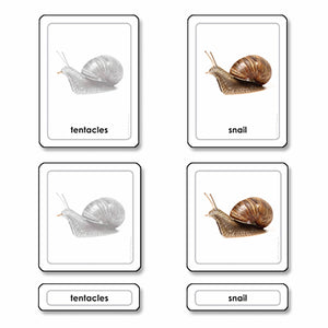 Parts Of A Snail (Mollusk)
