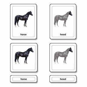 Parts Of A Horse (Mammals)