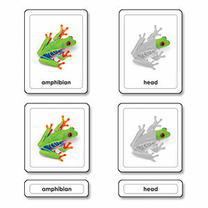 Parts Of A Frog (Amphibians)