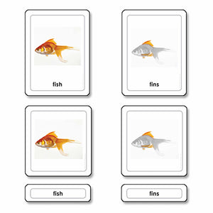 Parts Of A Fish (Osteichthyes)