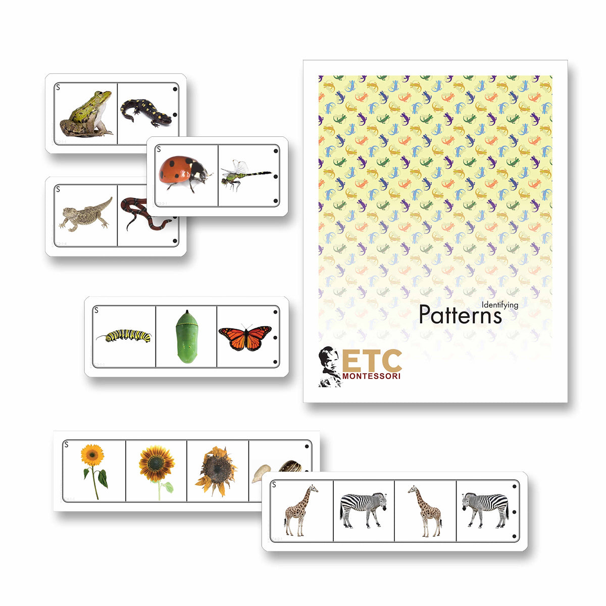 Looking For Patterns In Life Science – MontessoriMaterialsAustralia