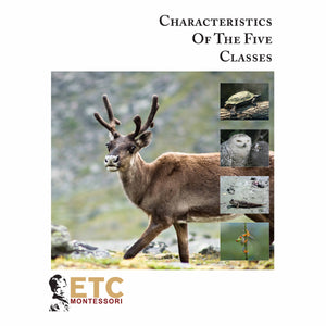 Main Characteristics Of Vertebrates
